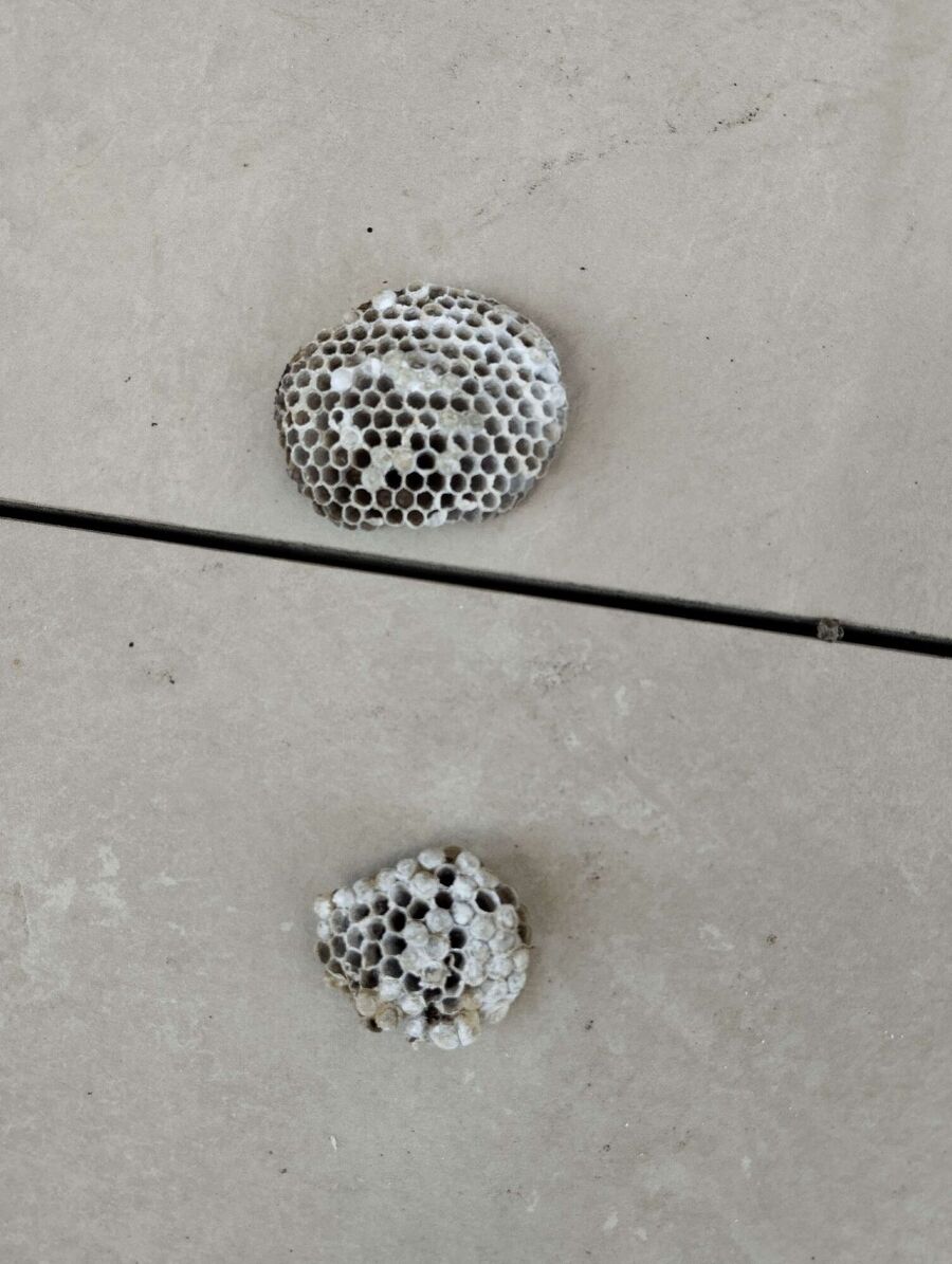 Bienen umsiedeln &  Bienennest entfernen 