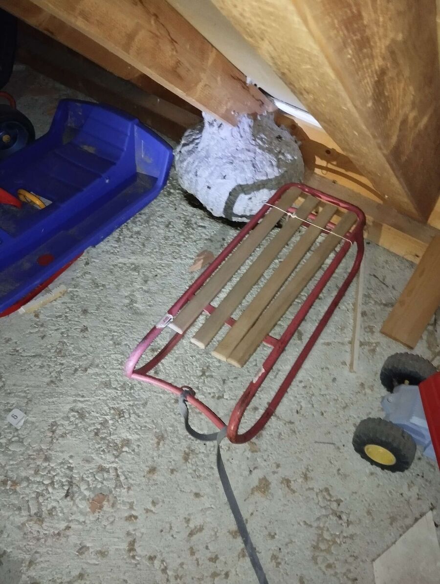  Bienennest entfernen.jpeg