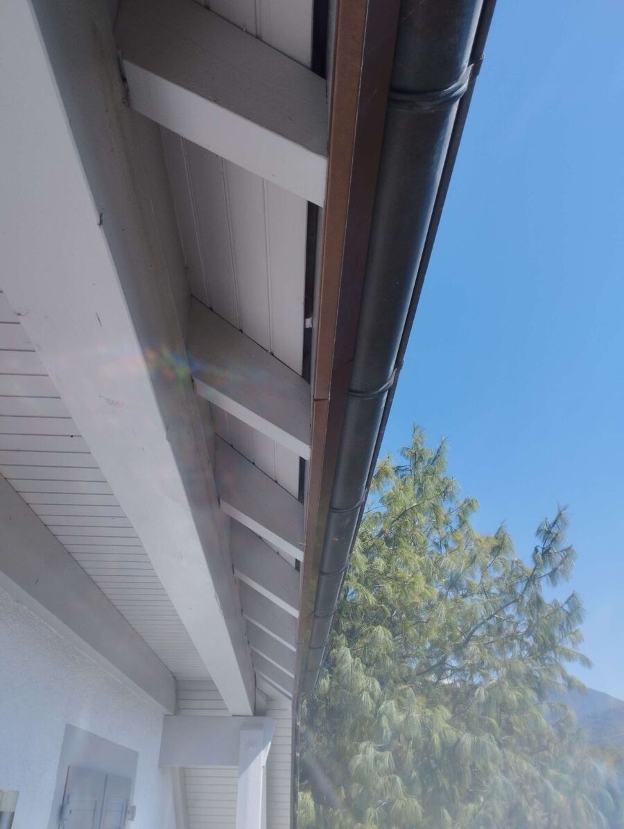 Bienen umsiedeln &  Bienennest entfernen 