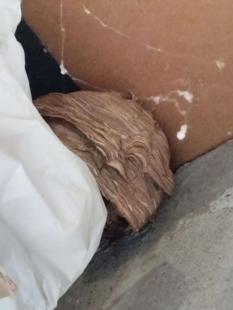  Bienennest entfernen.jpeg