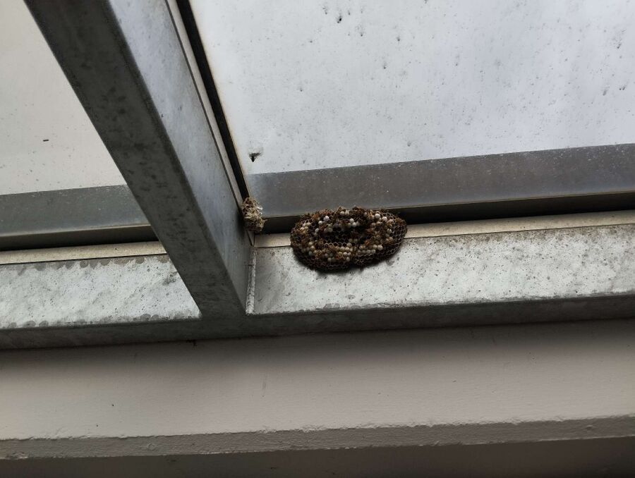  Bienennest entfernen