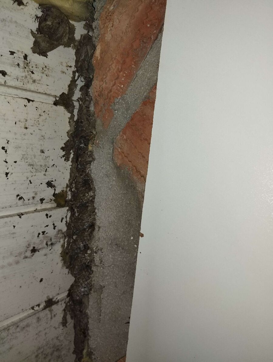  Bienennest entfernen