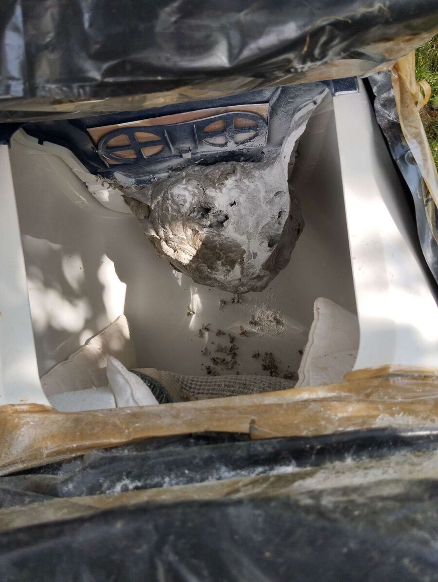 Bienen umsiedeln &  Bienennest entfernen 