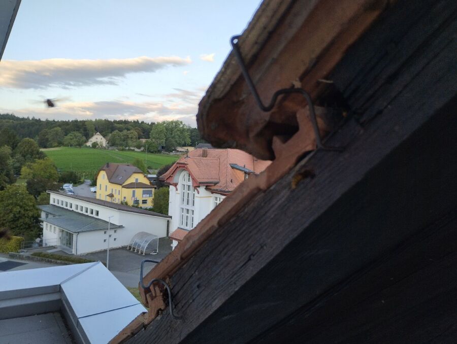  Bienennest entfernen