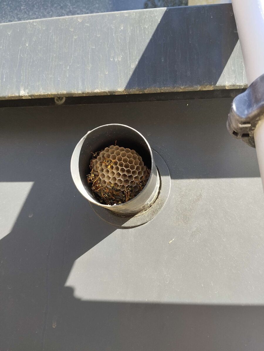 Bienen umsiedeln &  Bienennest entfernen 