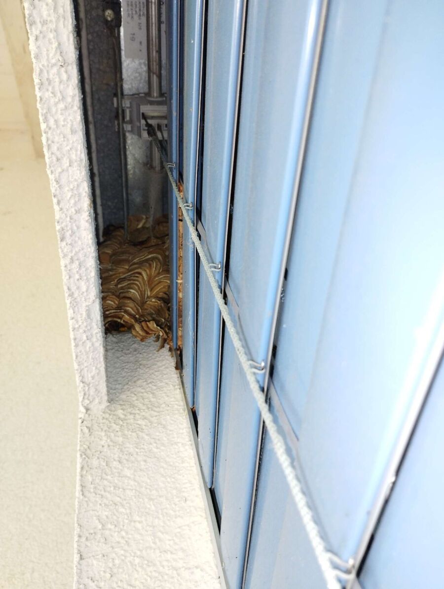  Bienennest entfernen.jpeg