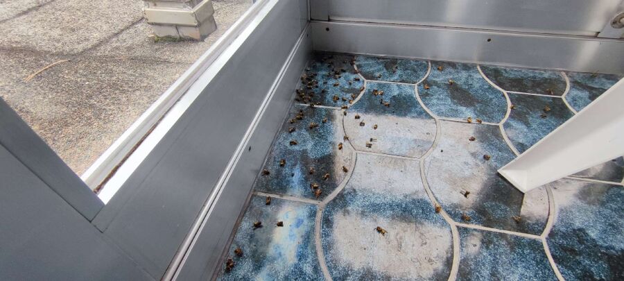  Bienennest entfernen