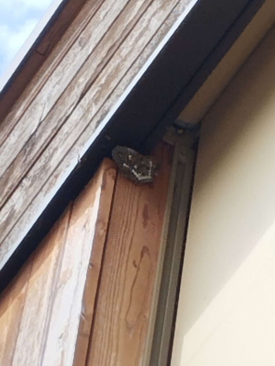  Bienennest entfernen.jpeg