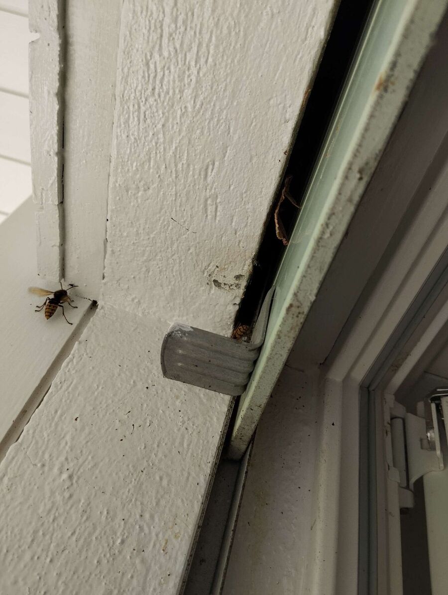 Bienen umsiedeln &  Bienennest entfernen 