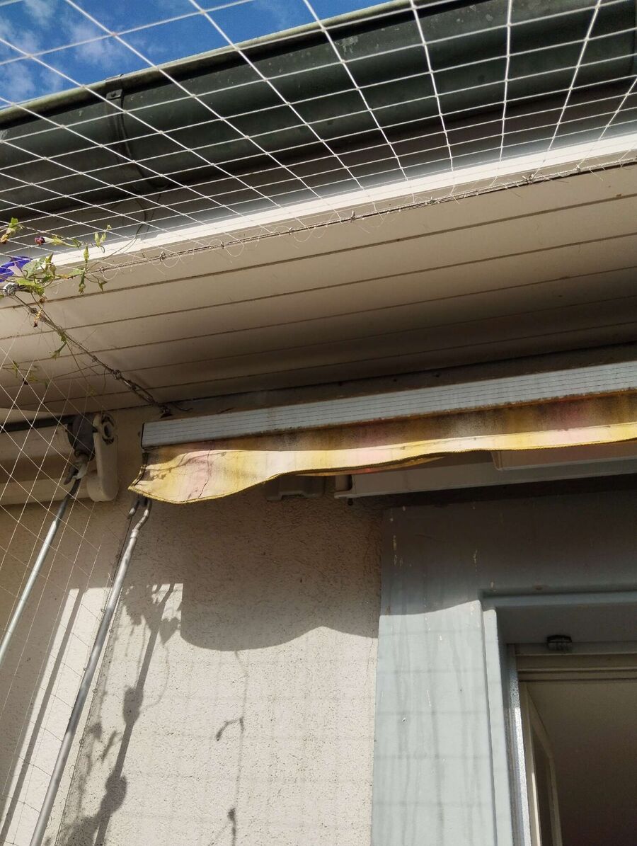 Bienen umsiedeln &  Bienennest entfernen 