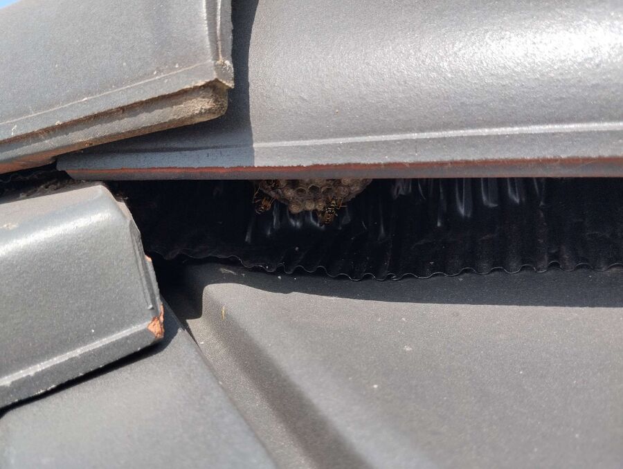  Bienennest entfernen.jpeg