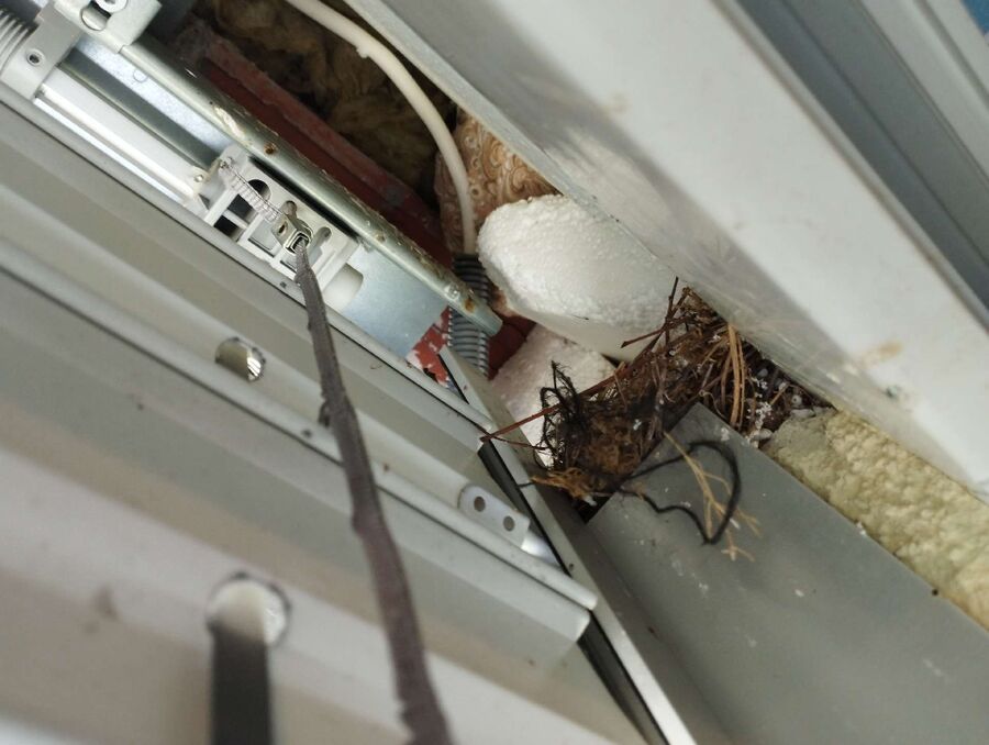  Bienennest entfernen.jpeg