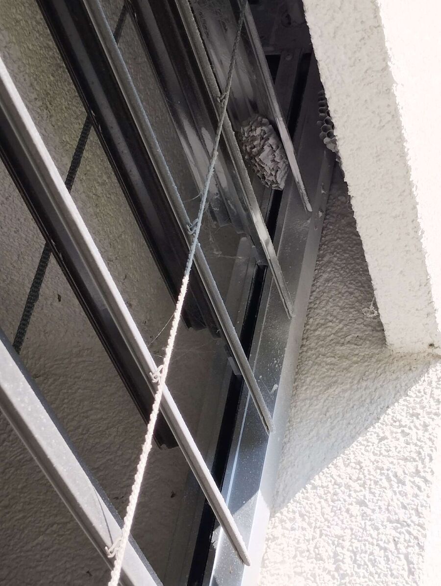 Bienen umsiedeln &  Bienennest entfernen 