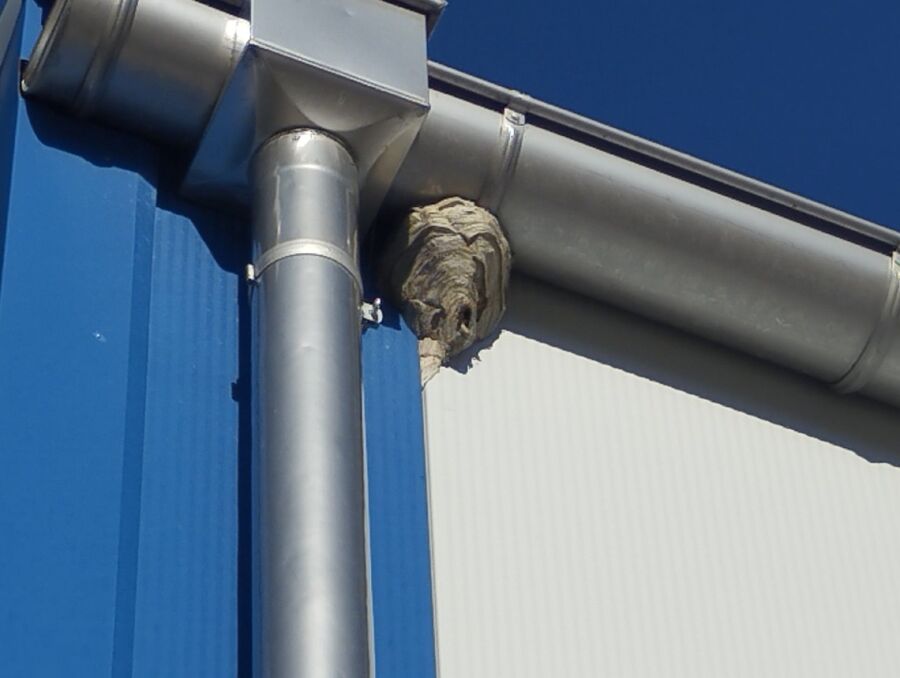  Bienennest entfernen