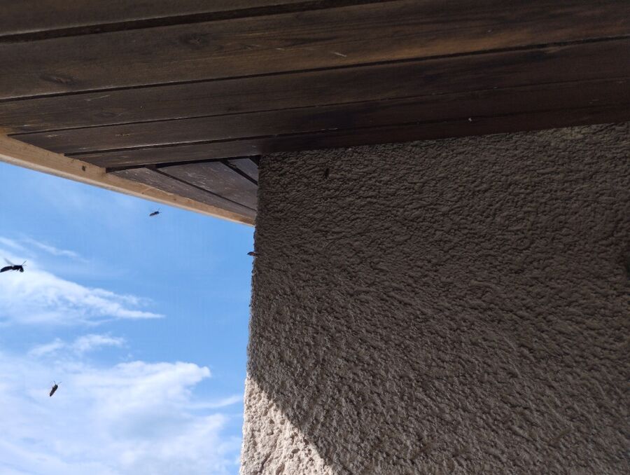 Bienen umsiedeln &  Bienennest entfernen 