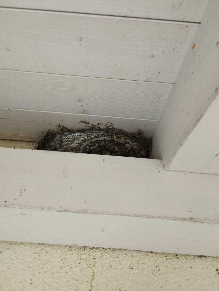  Bienennest entfernen.jpeg