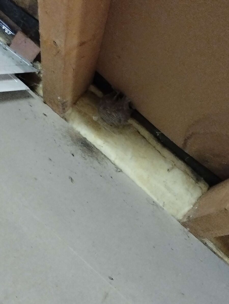 Bienen umsiedeln &  Bienennest entfernen 