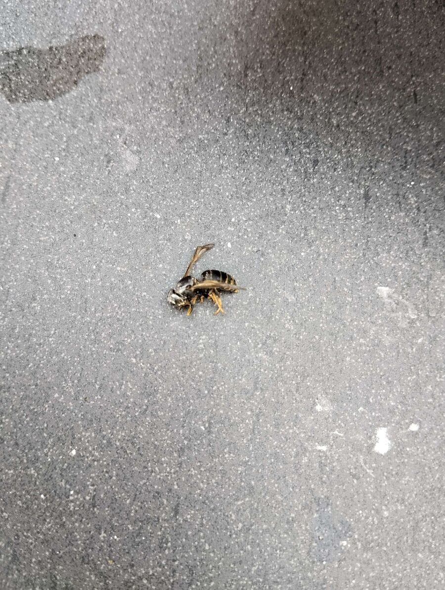  Bienennest entfernen