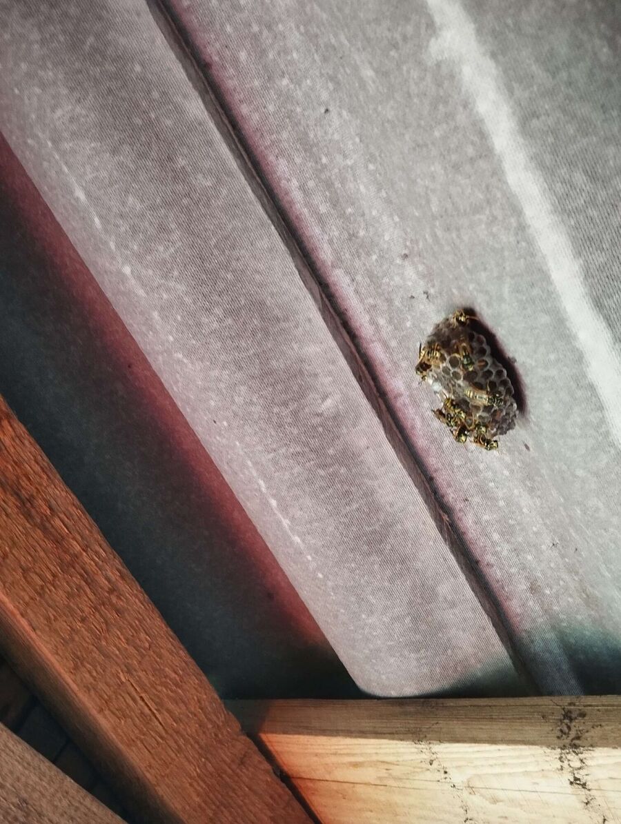 Bienen umsiedeln &  Bienennest entfernen 