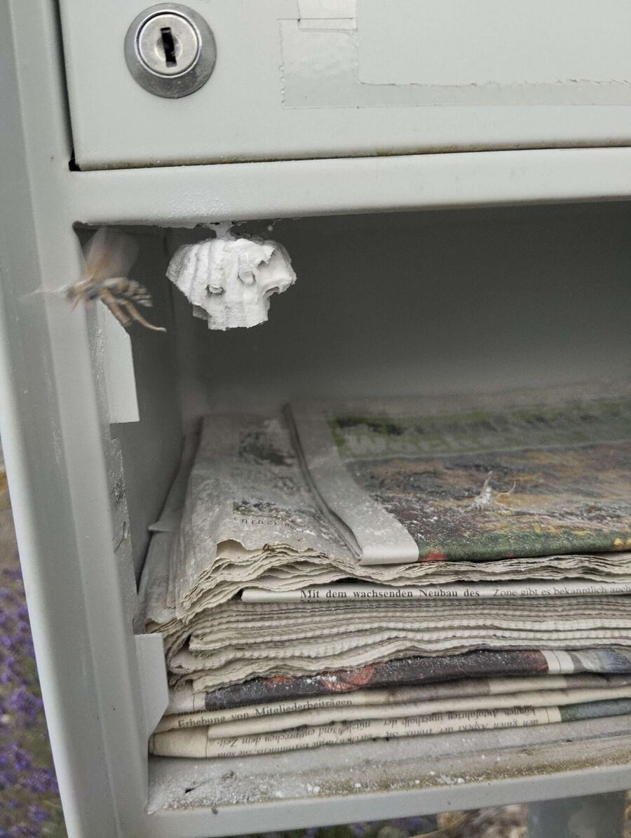  Bienennest entfernen.jpeg