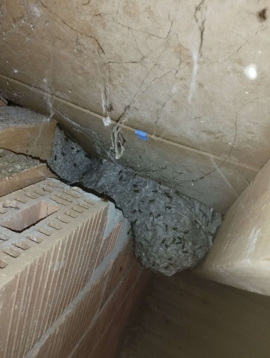  Bienennest entfernen