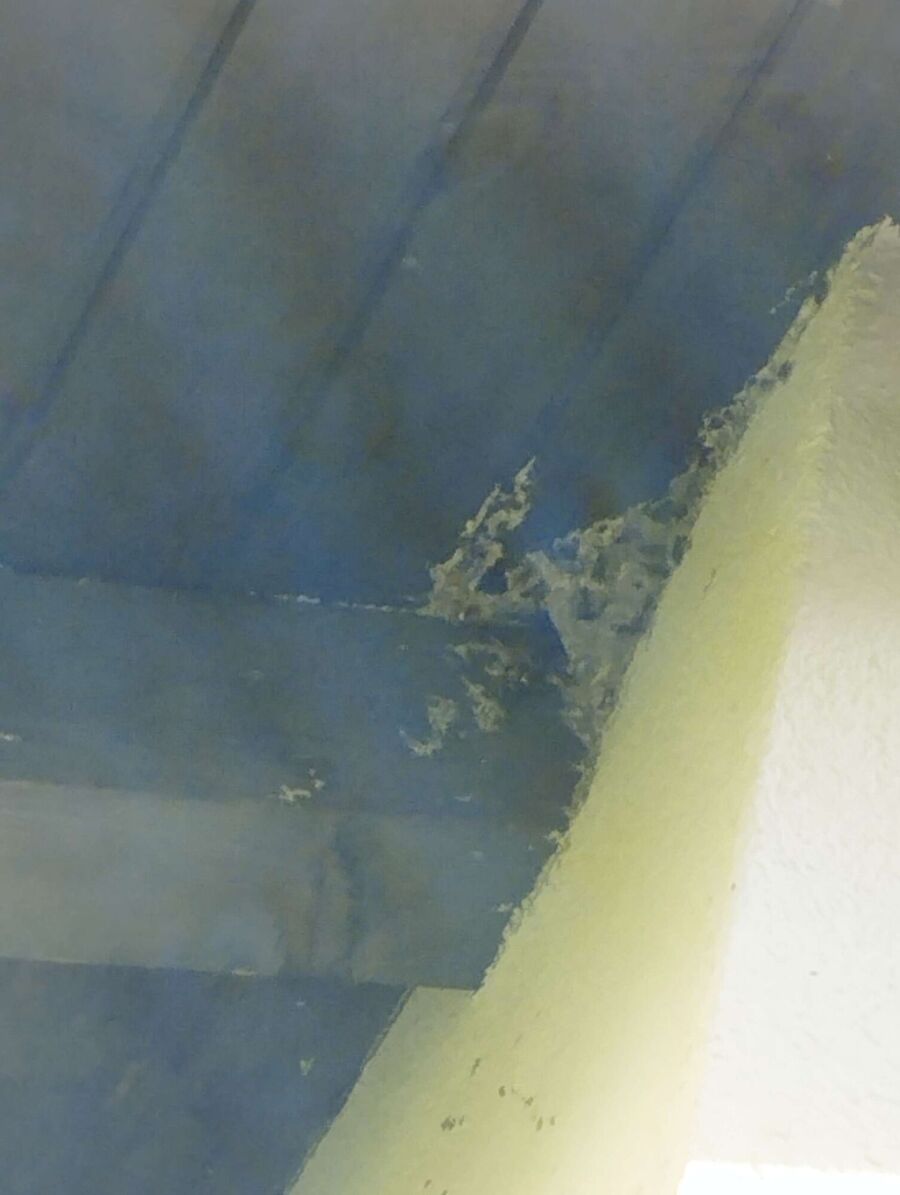  Bienennest entfernen.jpeg