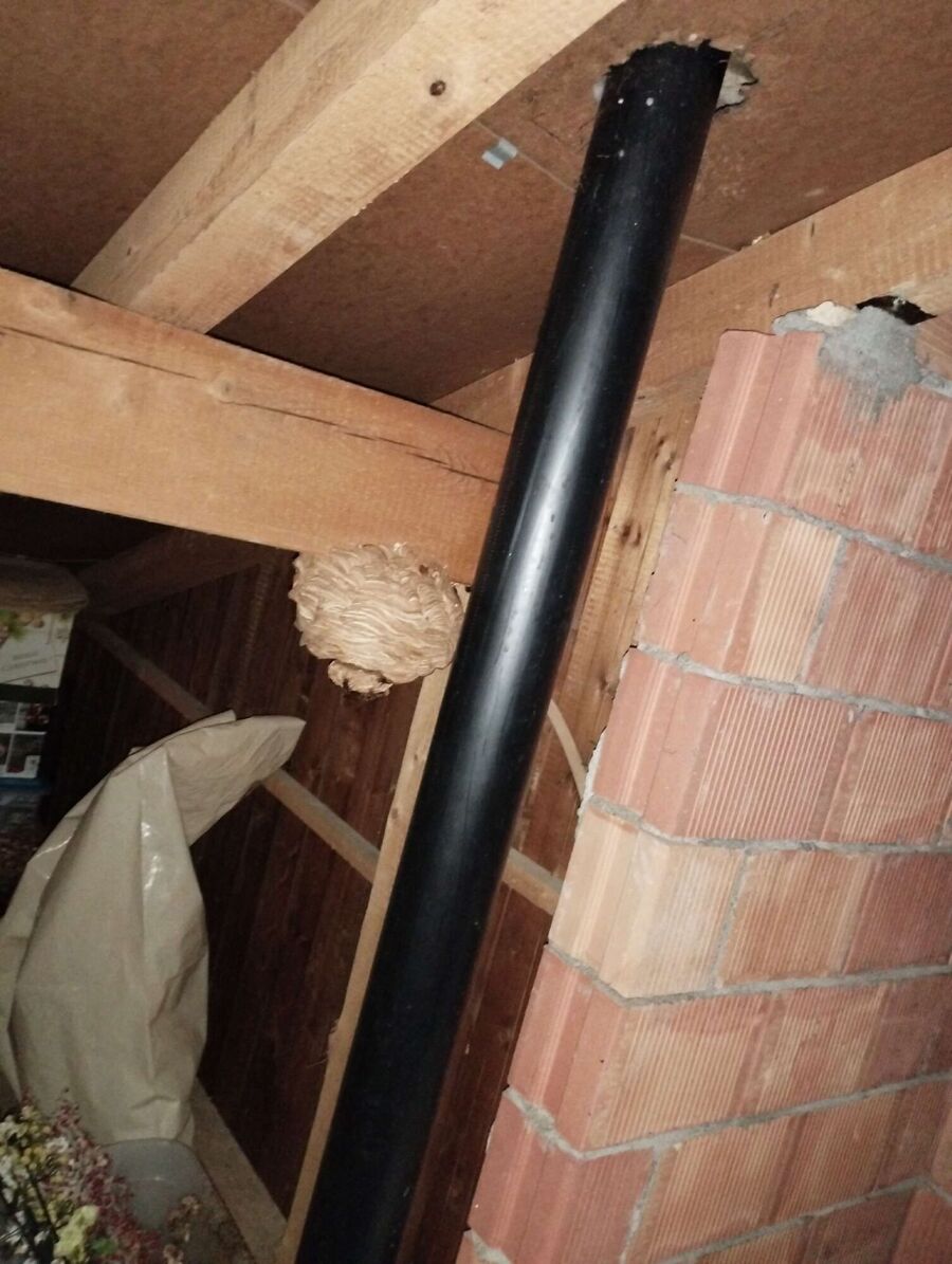 bienennest-am-haus-entfernen.jpg