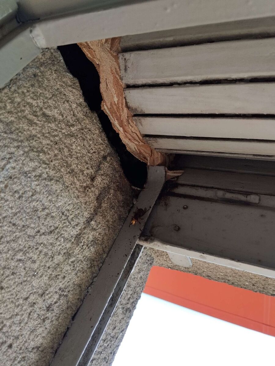 Bienen umsiedeln &  Bienennest entfernen 