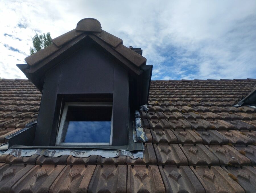 Bienen umsiedeln &  Bienennest entfernen 