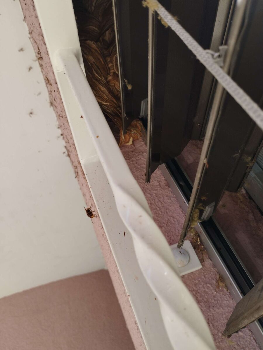  Bienennest entfernen