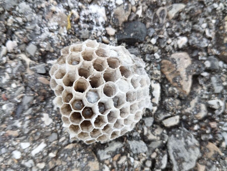 Bienen umsiedeln &  Bienennest entfernen 