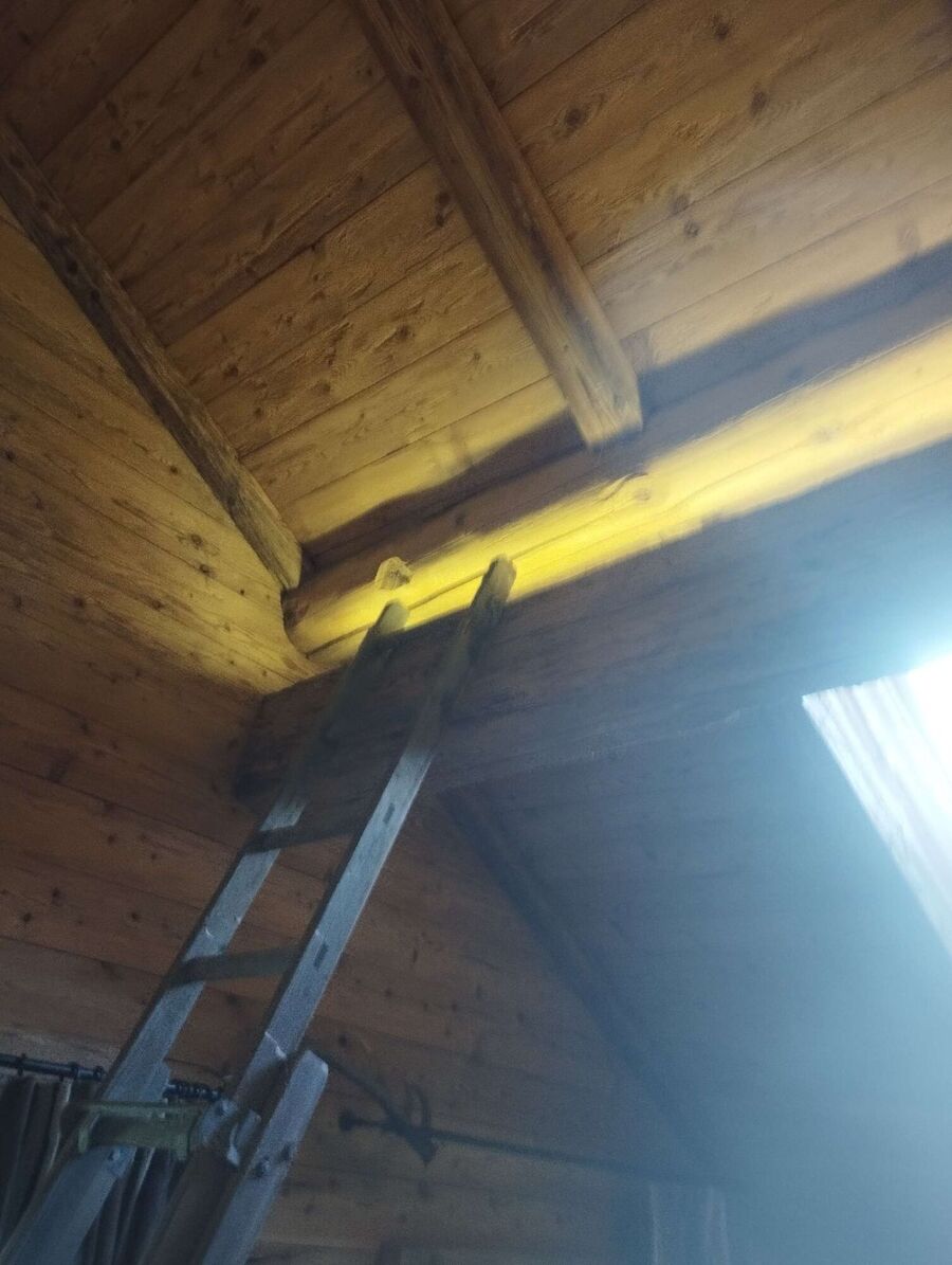 Bienen umsiedeln &  Bienennest entfernen 