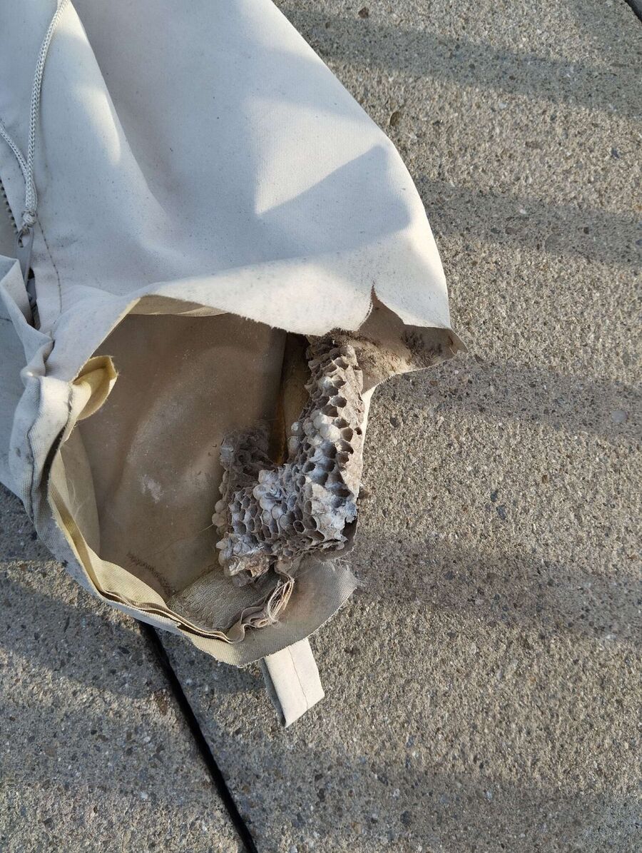  Bienennest entfernen