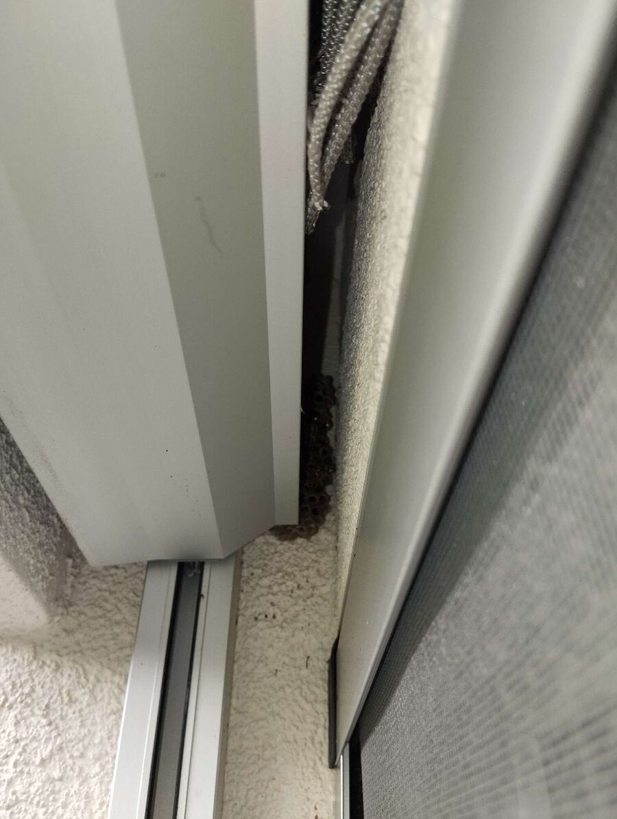  Bienennest entfernen.jpeg