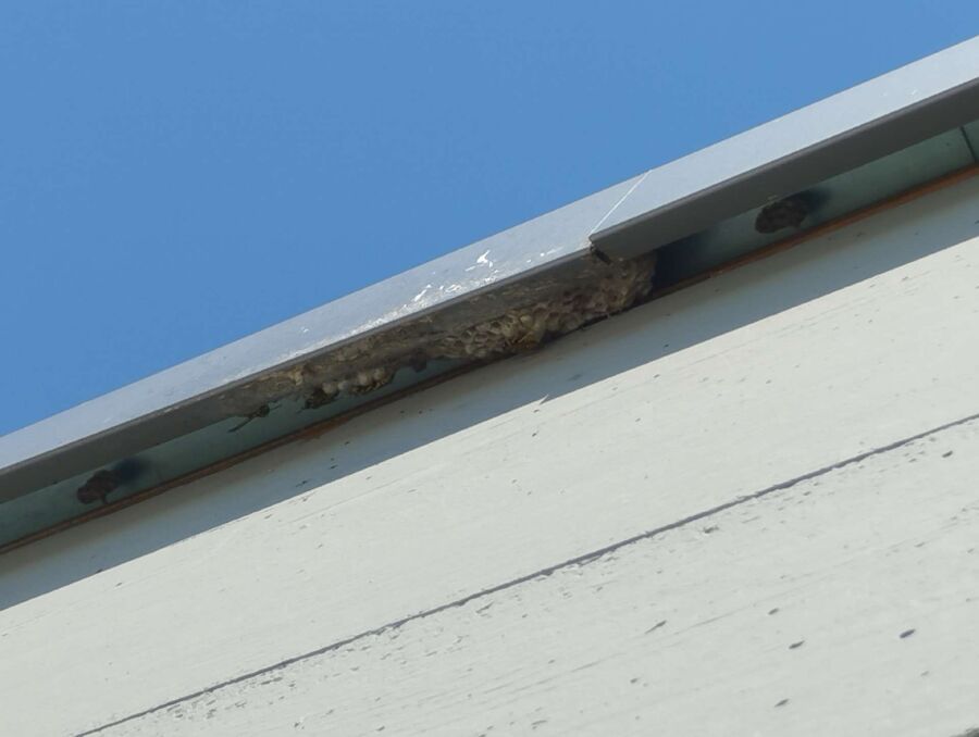  Bienennest entfernen.jpeg