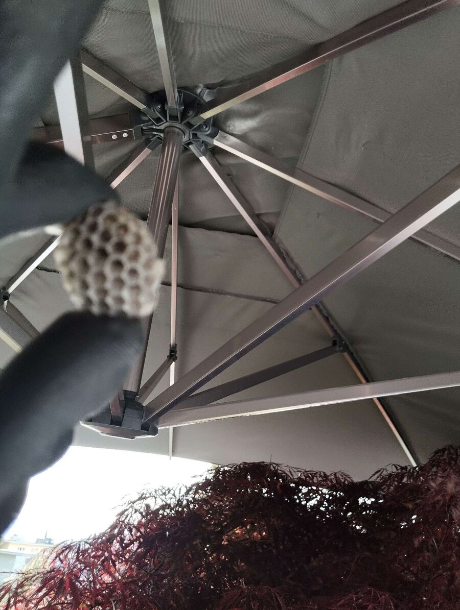  Bienennest entfernen