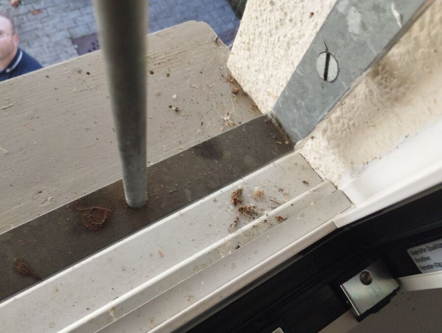  Bienennest entfernen.jpeg