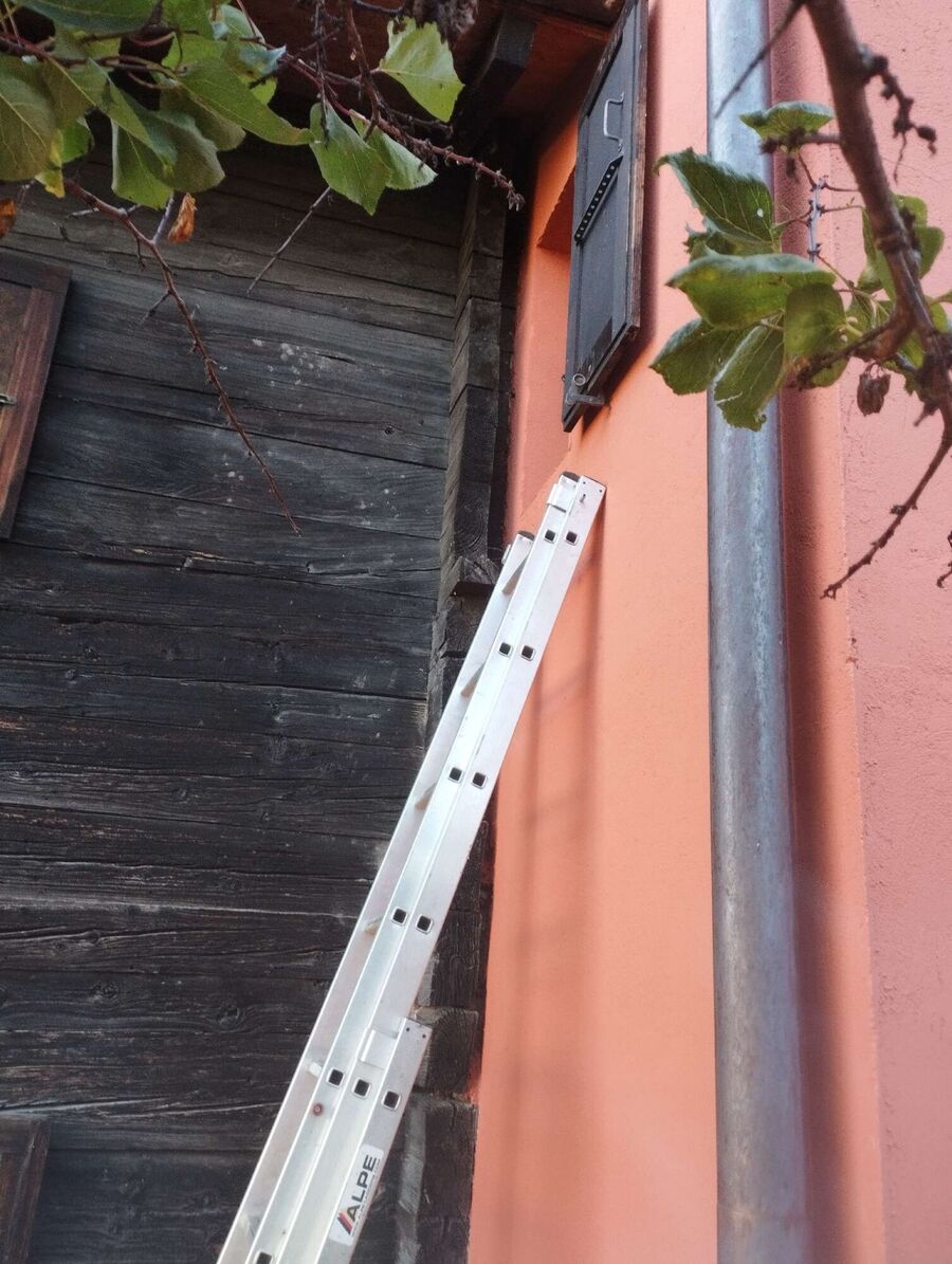 Bienen umsiedeln &  Bienennest entfernen 