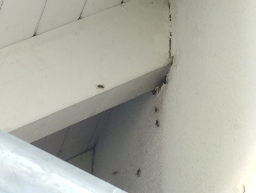  Bienennest entfernen.jpeg