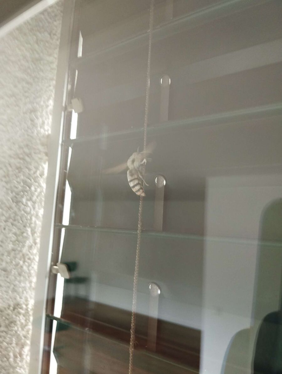  Bienennest entfernen