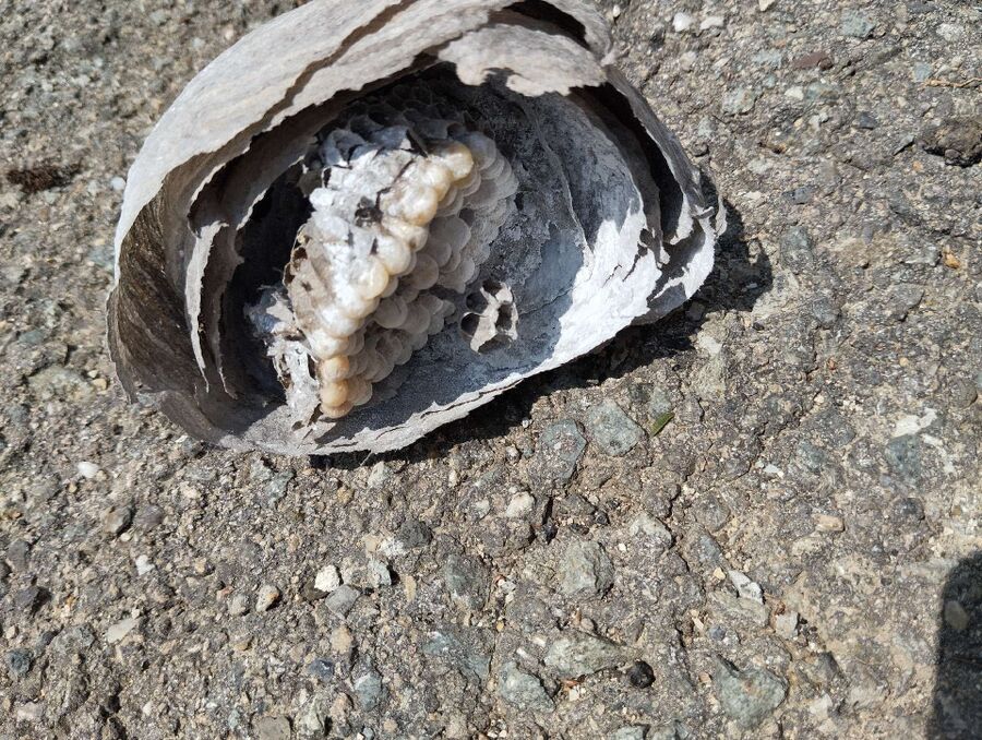  Bienennest entfernen.jpeg