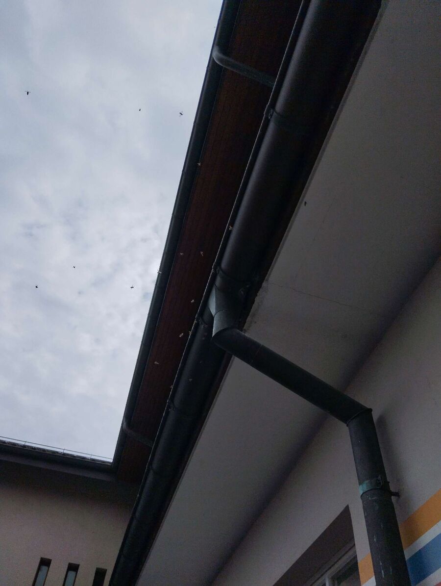  Bienennest entfernen