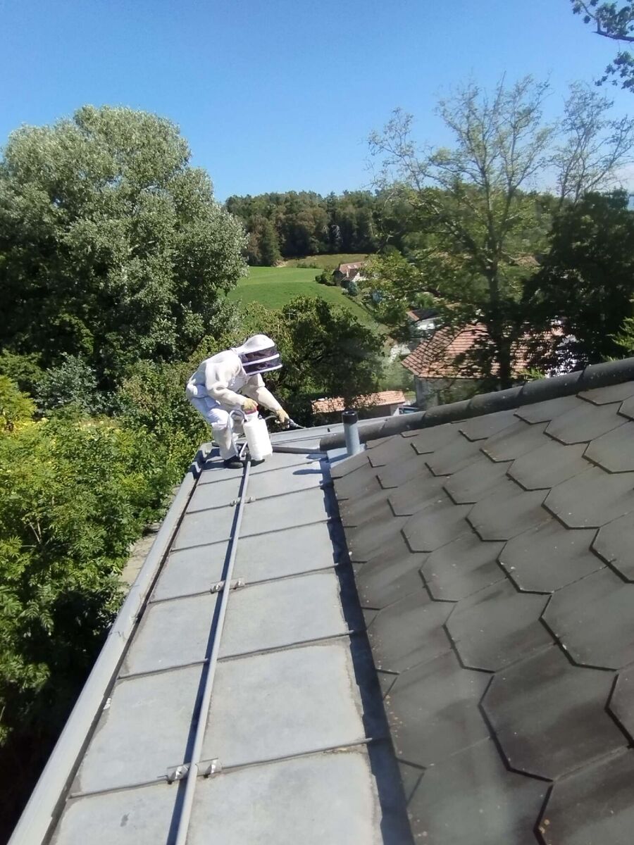  Bienennest entfernen.jpeg