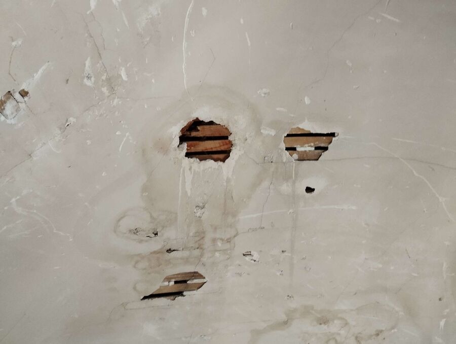 Bienen umsiedeln &  Bienennest entfernen 