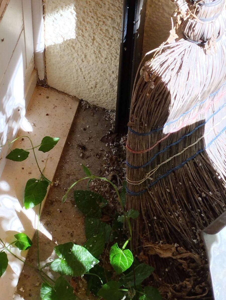 Bienen umsiedeln &  Bienennest entfernen 