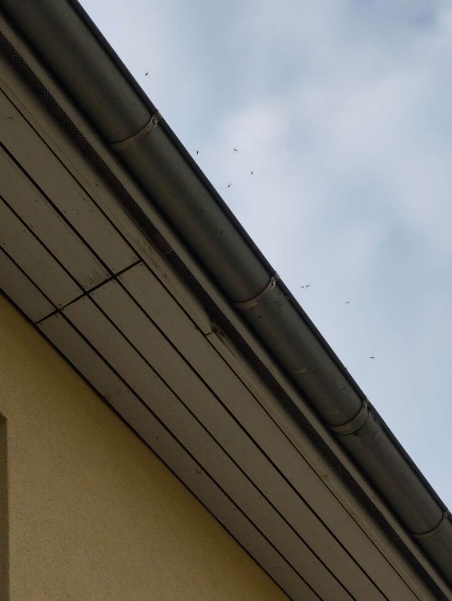  Bienennest entfernen.jpeg