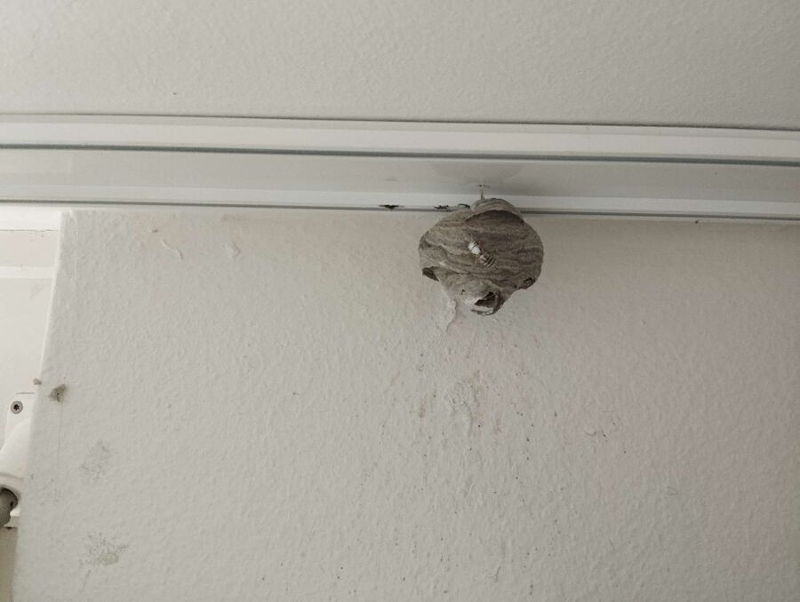  Bienennest entfernen.jpeg
