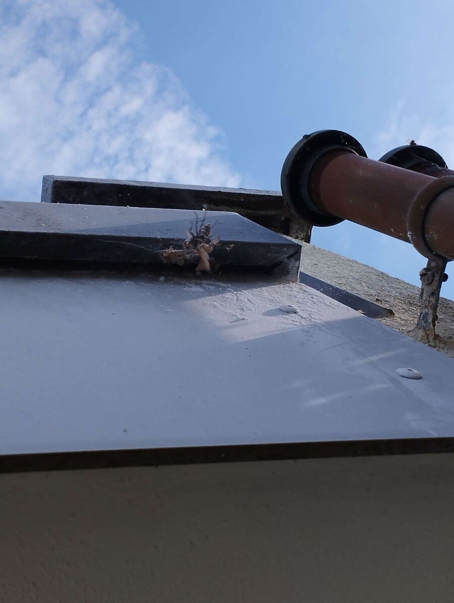  Bienennest entfernen.jpeg