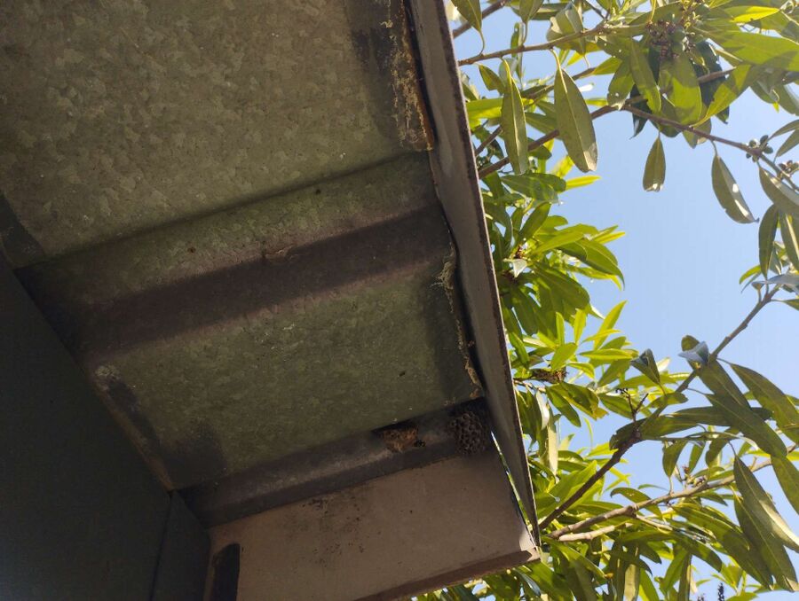  Bienennest entfernen