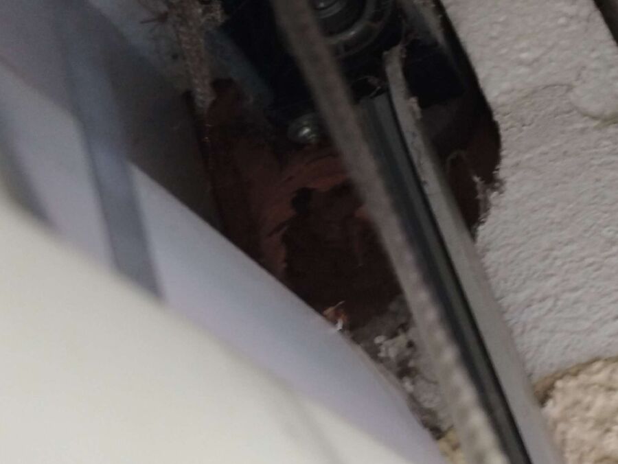 Bienen umsiedeln &  Bienennest entfernen 